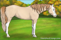 Horse Color:Gold Champagne Dun Splash 