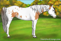 Horse Color:Bay Splash Tobiano Appaloosa  and Bay Splash Tobiano Appaloosa Rabicano 