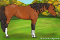 Horse Color:Buckskin Tobiano 