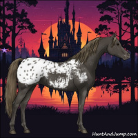 Horse Color:Smoky Black Appaloosa