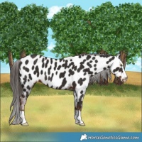 Horse Color:Liver Chestnut Near Leopard