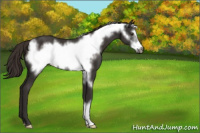 Horse Color:Liver Chestnut Frame 