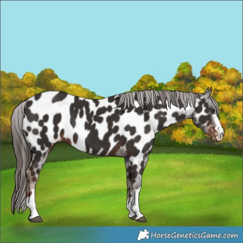 Horse Color:Liver Chestnut Appaloosa 