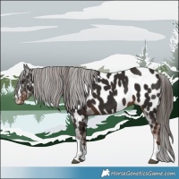 Horse Color:Liver Chestnut Near Leopard