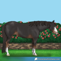 Horse Color:Liver Chestnut 