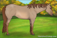 Horse Color:Red Dun Roan 