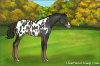 Horse Color:Liver Chestnut Blanket 