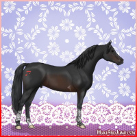 Horse Color:Brown Tobiano 