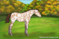 Horse Color:Amber Champagne Appaloosa  and Amber Champagne Appaloosa