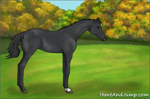 Horse Color:Black 