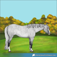 Horse Color:Silver Grullo Chinchilla Roan Mushroom Splash Tobiano Rabicano 