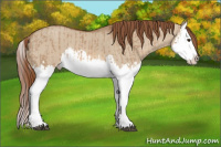 Horse Color:Red Dun Splash  and Red Dun Splash 