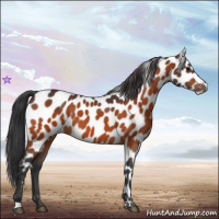 Horse Color:Bay Leopard 