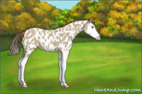 Horse Color:Classic Cream Champagne Roan Splash Appaloosa