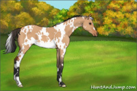 Horse Color:White Spotted Bay Dun 