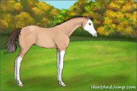 Horse Color:Amber Champagne Splash 