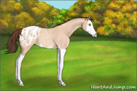 Horse Color:Amber Champagne Roan Splash Appaloosa