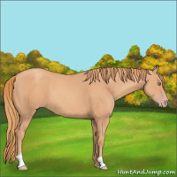 Horse Color:Gold Champagne 