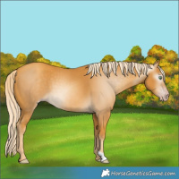 Horse Color:Gray Gold Cream Champagne 