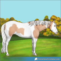 Horse Color:Silver Classic Champagne Splash Tobiano 