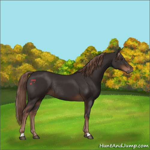 Horse Color:Liver Chestnut Rabicano 