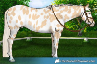 Horse Color:Gold Cream Champagne Dun Appaloosa