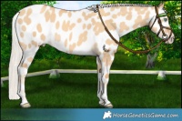 Horse Color:Gold Cream Champagne Dun Near Leopard 
