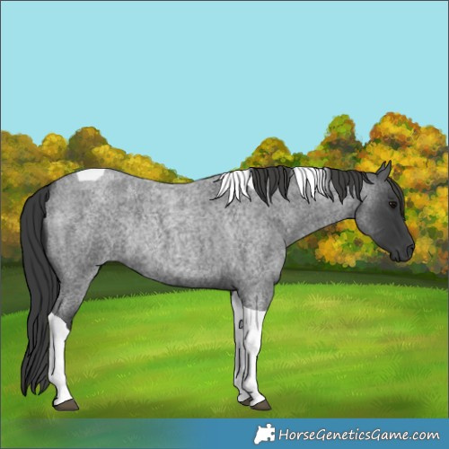 Horse Color:Blue Roan Tobiano Rabicano