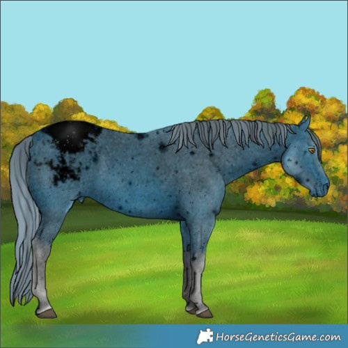 Horse Color:ERROR: UNKNOWN ANOMALY