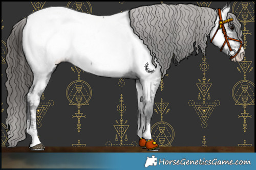 Horse Color:Black Sabino Appaloosa 