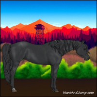Horse Color:Black  and Black 