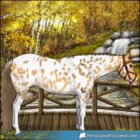 Horse Color:Buckskin Tobiano Near Leopard 