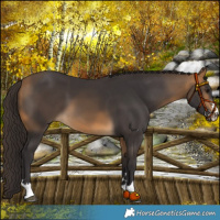 Horse Color:Buckskin 