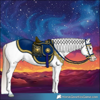 Horse Color:Buckskin Appaloosa 