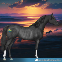 Horse Color:Black Rabicano 