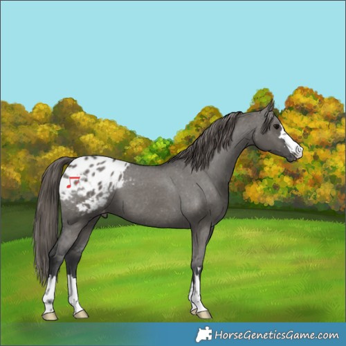 Horse Color:Grullo Appaloosa 