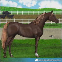 Horse Color:Liver Chestnut Rabicano