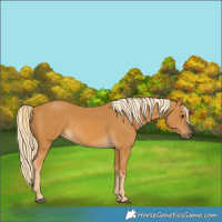 Horse Color:Palomino 