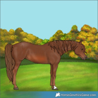 Horse Color:Chestnut 
