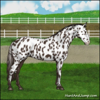 Horse Color:Liver Chestnut Appaloosa 