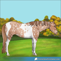 Horse Color:Gold Champagne Tobiano Appaloosa Rabicano 