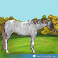 Horse Color:Liver Red Roan Tobiano Appaloosa 