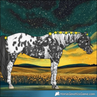 Horse Color:Black Tobiano Appaloosa Rabicano 