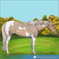 Horse Color:Chocolate Palomino Tobiano Appaloosa 