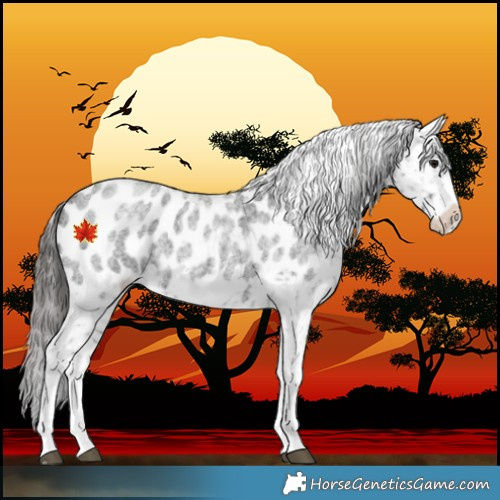 Horse Color:White Spotted Blue Roan Splash Frame Appaloosa
