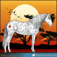 Horse Color:White Spotted Blue Roan Splash Frame Appaloosa
