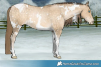 Horse Color:White Spotted Buckskin Pearl Tobiano Appaloosa 