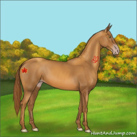 Horse Color:Gray Gold Champagne 