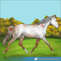 Horse Color:Gray Gold Champagne 