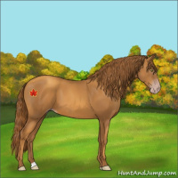 Horse Color:Gray Gold Champagne 